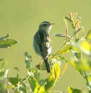 Aquatic Warbler