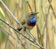 Bluethroat