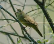 River Warbler