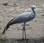 Blue Crane