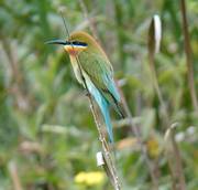Blue-tailed Bee-eater