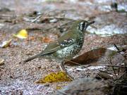 Spot-winged Thrush