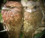 Sri Lanka Frogmouth