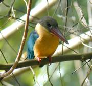 Stork-billed Kingfisher