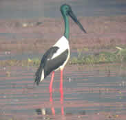Black-necked Stork