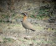 Indian Courser