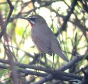 Siberian Rubythroat