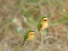 Little Bee-eaters - click to enlarge