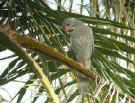 Lizzard Buzzard - click to enlarge