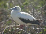 'white morph' Red-footed Booby