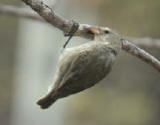 Woodpecker Finch