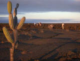 Lava Cactus 