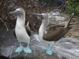 Blue-footed Boobies 