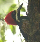 Powerful Woodpecker 