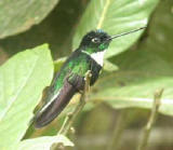 Collared Inca