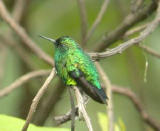 Western Emerald