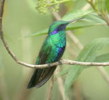 Spangled Violet-ear