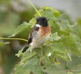 African Stonechat