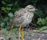 Spotted Thick-knee