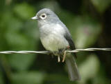 White-eyed Slaty Flycatcher