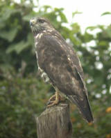 Mountain Buzzard