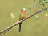 White-fronted Bee-eater