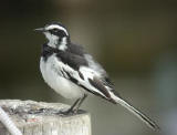 African Pied Wagtail