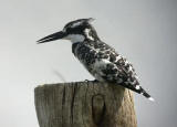 Pied Kingfisher