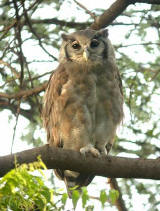 Verreaux's Eagle-owl