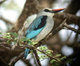 Woodland Kingfisher