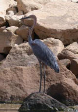 Goliath Heron