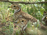 Heuglin's Coursers