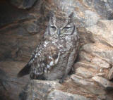 Spotted Eagle-owl