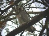Northern White-faced Scops-owl