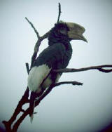 Black-and-white-casqued Hornbill