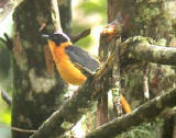 Snowy-crowned Robin-chat