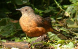 White-tailed Antthrush