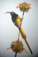 Golden-winged Sunbird