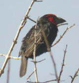 Black-billed Barbet