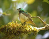 Green Sunbird