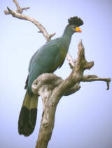 Great Blue Turaco