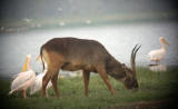 Defassa Waterbuck