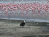 African Fish Eagle