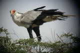 Secretary Bird