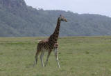 Rothschild's Giraffe