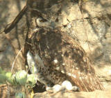 Mackinder's Eagle-owl