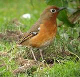 Abyssinian Ground Thrush