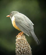 Olive Thrush