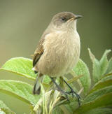 Alpine Chat