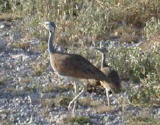 White-bellied Bustard